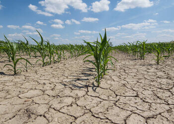 La provincia de Buenos Aires prorrogó hasta marzo la emergencia agropecuaria e incorporó nuevos partidos