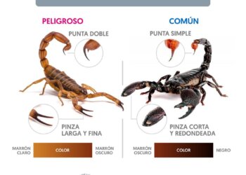 Laprida: medidas de prevención para escorpiones