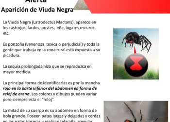 El INTA alertó que por la sequía se mutiplicaron las arañas viuda negra