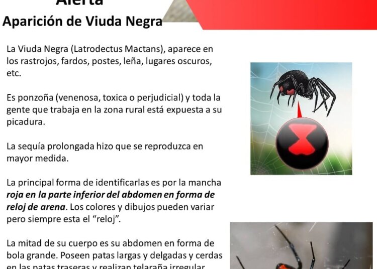 El INTA alertó que por la sequía se mutiplicaron las arañas viuda negra