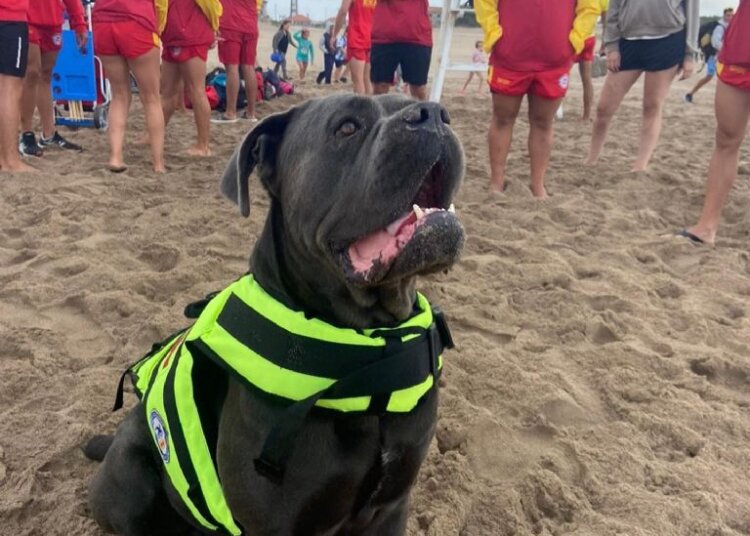 Una escuela de guardavidas de Azul realiza pruebas en Necochea y es furor en redes su perro bañista