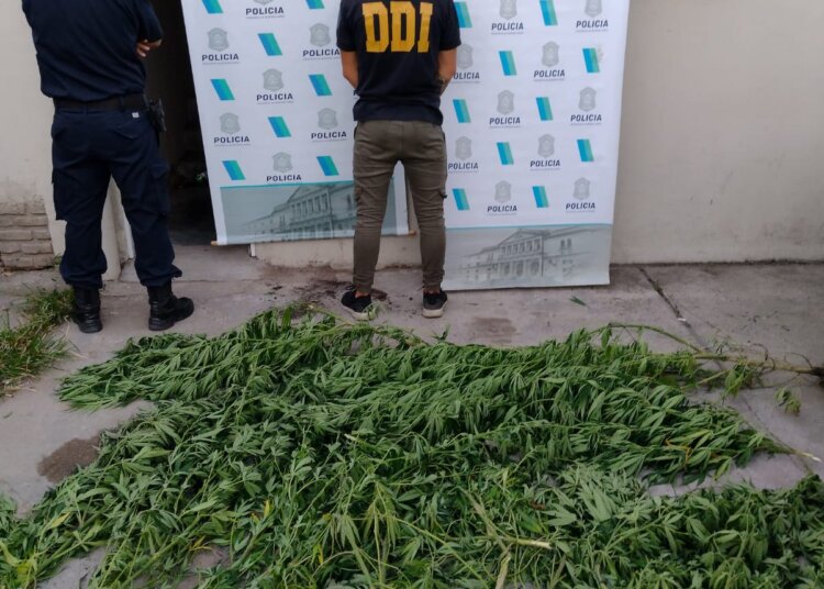 Secuestraron varias plantas de marihuana