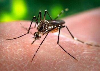 DENGUE: Investigadores desarrollan un método natural para combatirlo