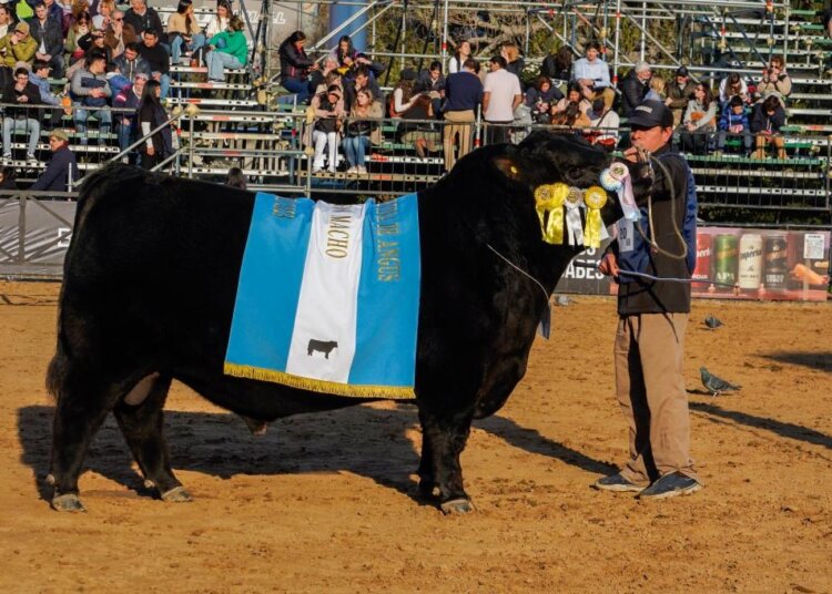 El Reservado Gran Campeón y el tercer Mejor Macho correspondieron a Tres Marías