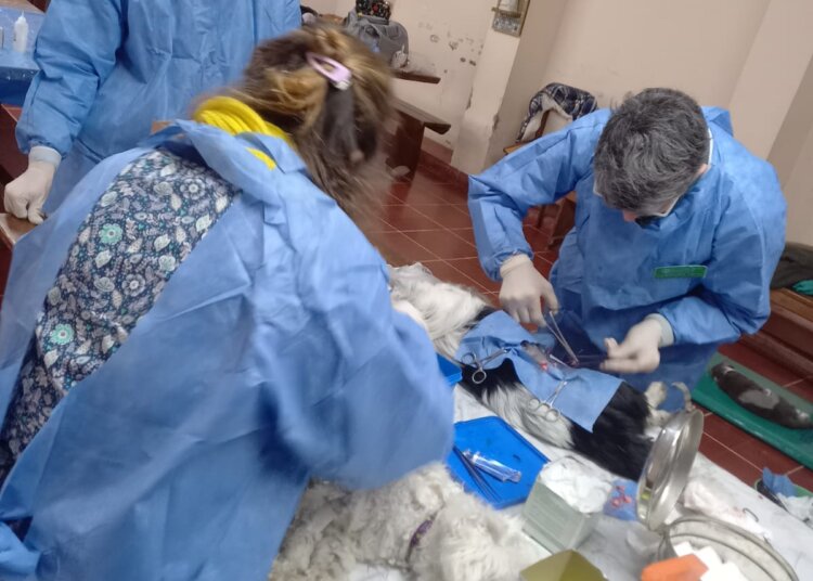 Exitosa jornada de castración masiva en Barker