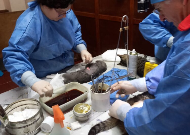 Exitosa jornada de castración masiva en Barker