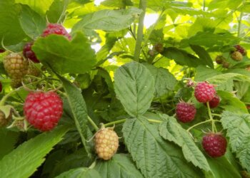 Sesión ordinaria del HCD; se tratará la licitación de la plantación de frambuesas