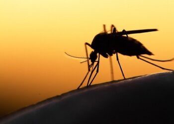 Cuál es el mosquito de la encefalitis equina y por qué resulta “prácticamente imposible controlarlo”