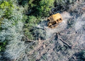 Aumento de los desmontes ilegales y alerta por la flexibilización de la Ley de Bosques