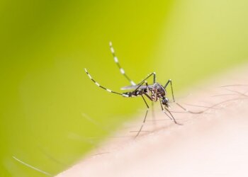 Benito Juárez se suma a la campaña “Sin Mosquito no hay Dengue”