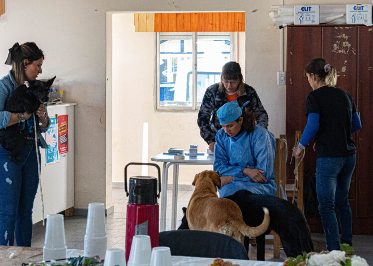 Llega la primera Jornada de Castraciones Masivas del año
