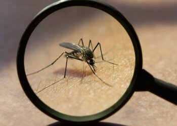 Dengue: En la Legislatura solicitaron al gobierno provincial que brinde detalles de la situación sanitaria