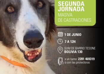 Llega la segunda Jornada de Castraciones Masivas el próximo 1 º de Junio