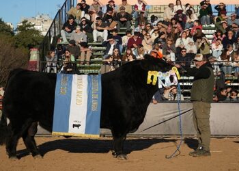 Tres Marías se consagró con el mejor Angus en la Expo Rural