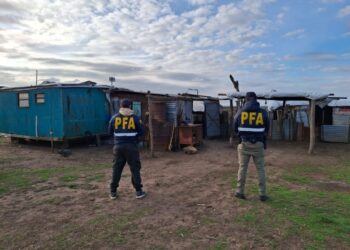 La Policía Federal llevo a cabo el recaste de una persona en un campo de Benito Juarez