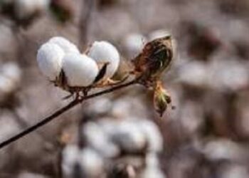 Plan histórico: buscan revolucionar el oro blanco y generar más de US$700 millones