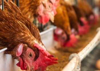 Argentina suspendió las exportaciones de productos aviares.