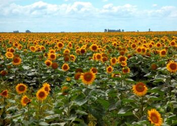 MEDALLA DE ORO PARA EL GIRASOL.