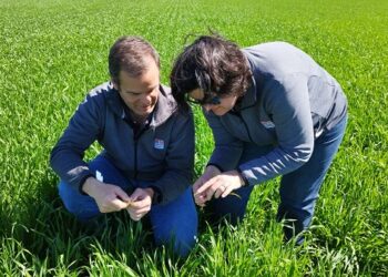 Recorrida a campo sobre estado sanitario de cultivos de fina