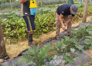 “I.N.T.A.”-Unidad Productiva Hortícola de la Cooperativa El Exilio
