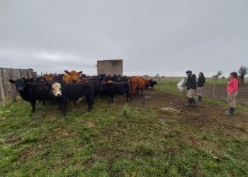 Se inició una nueva etapa de trabajo en el sitio experimental demostrativo instalado en el predio Zibecchi