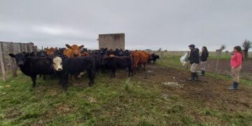 Se inició una nueva etapa de trabajo en el sitio experimental demostrativo instalado en el predio Zibecchi