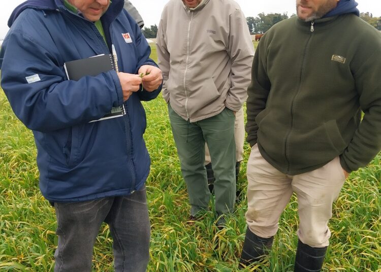 Se inició una nueva etapa de trabajo en el sitio experimental demostrativo instalado en el predio Zibechi