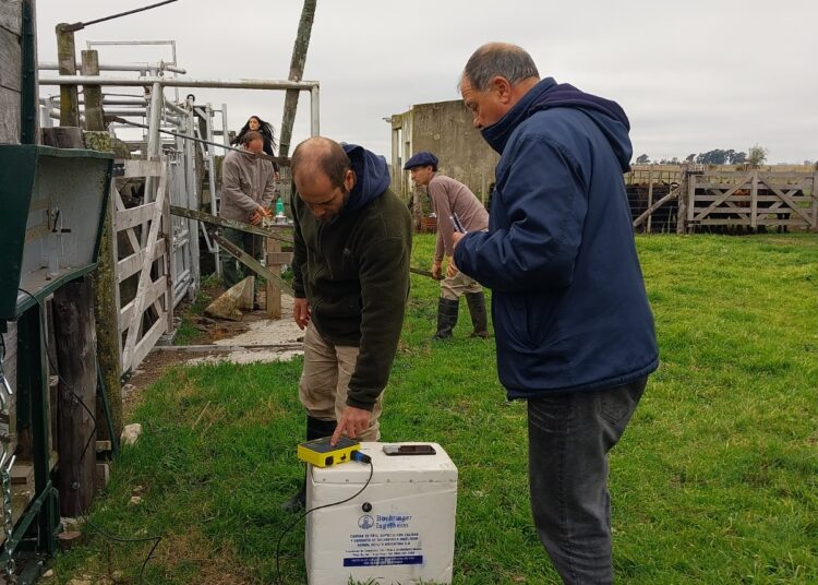 Se inició una nueva etapa de trabajo en el sitio experimental demostrativo instalado en el predio Zibechi